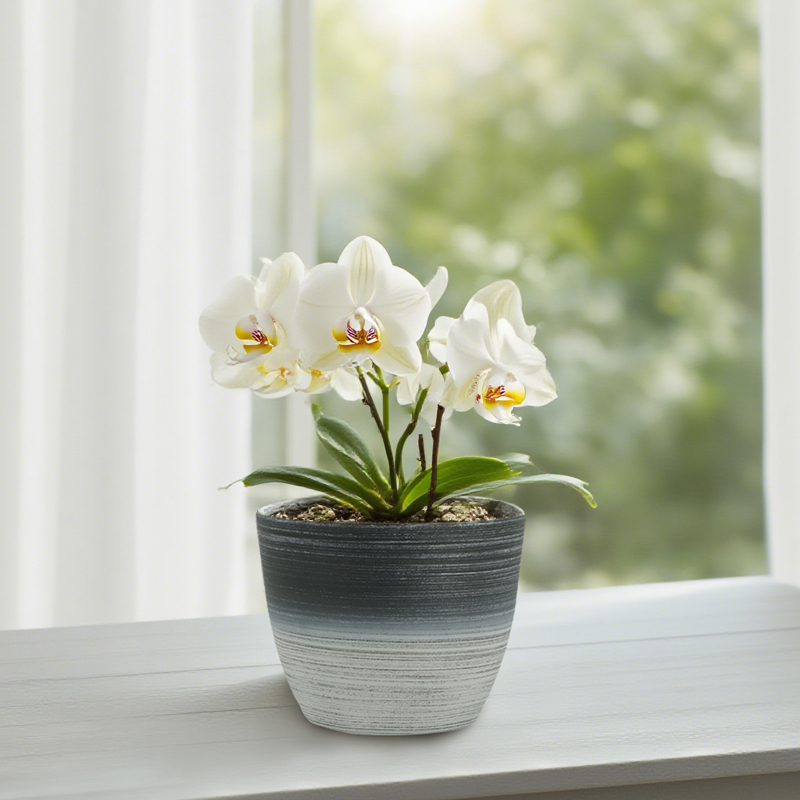 丸型サンドブラスト加工 植木鉢 2色線画デザイン